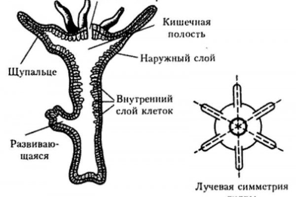 Кракен не приходят деньги